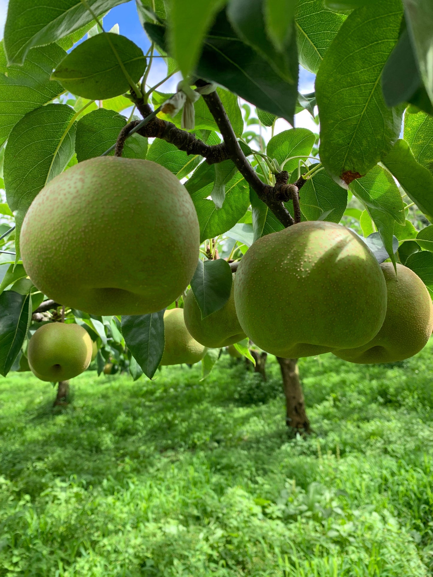 【Premium】 Japanese Pear "Kousui" 82%